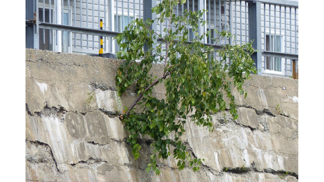 L'état du mur de soutènement de la Promenade Redmond à Saint-Georges en date du vendredi 14 juillet 2017.