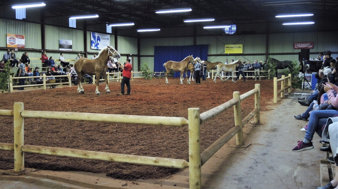 La 53e édition de l'Exposition agricole de Beauce se déroule sur le terrain de l'aréna de Saint-Honoré-de-Shenley du 9 au 13 août 2017.
