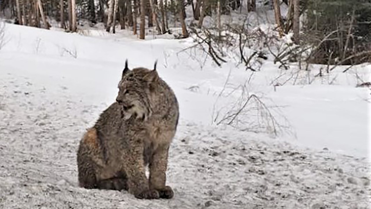 Un lynx happé par un véhicule sur la 1re Avenue Sartigan à St-Georges