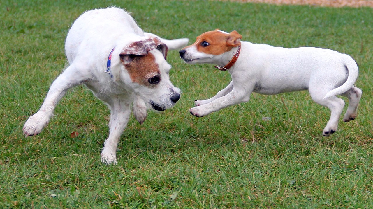 Votre chien peut aussi avoir la grippe, le saviez-vous? 