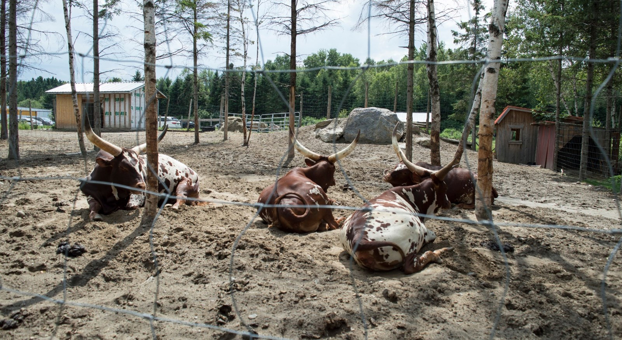 Le Miller zoo : une initiative hors du commun