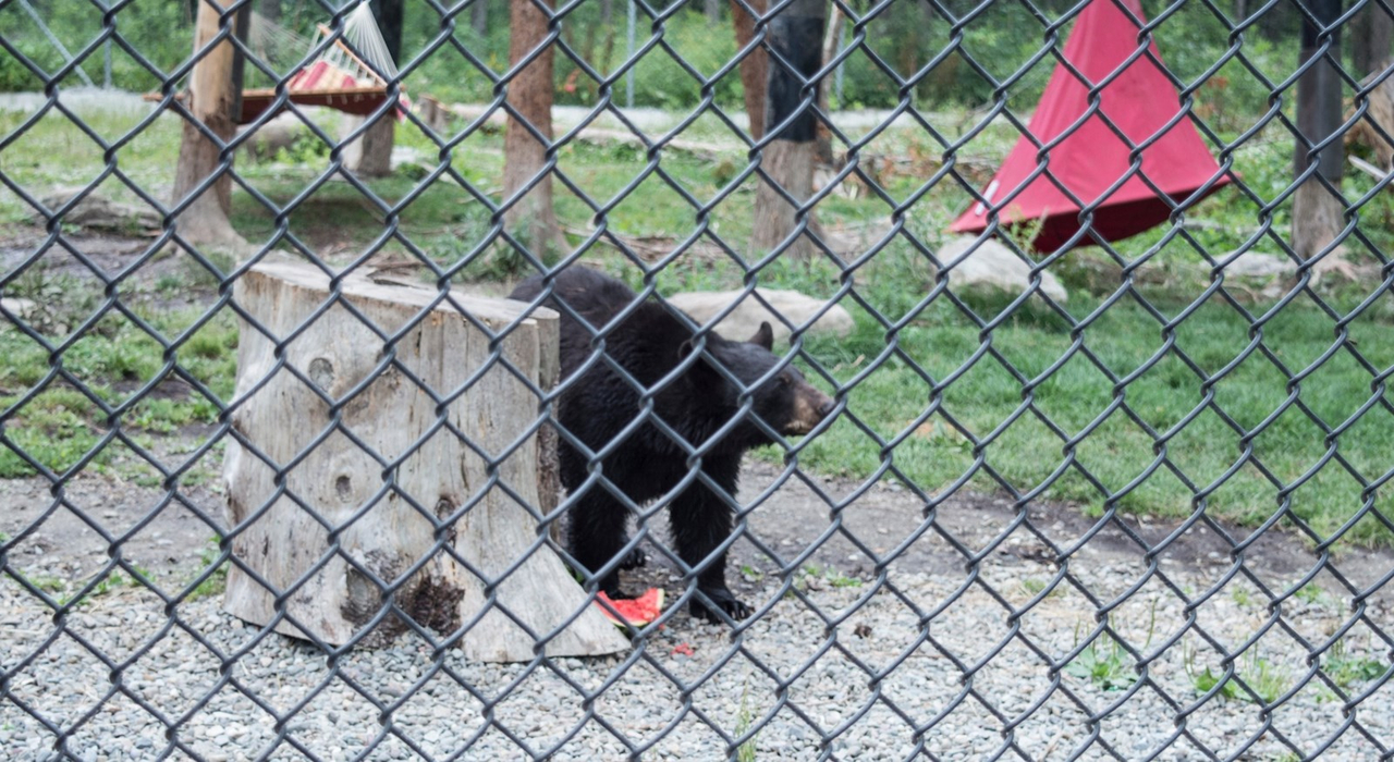 Le Miller zoo : une initiative hors du commun