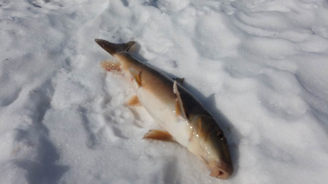 Normand DeLessard présente des Fous de la Pêche en hiver