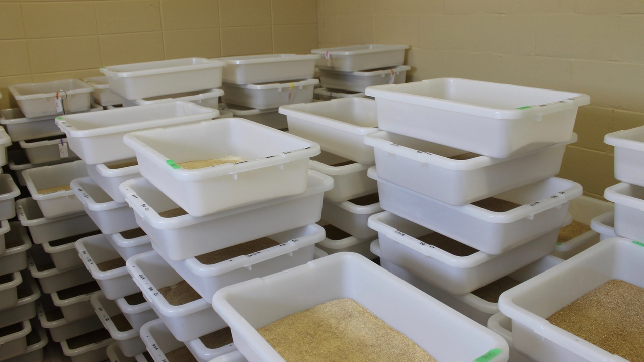 Séduire la Beauce avec de la farine d'insectes