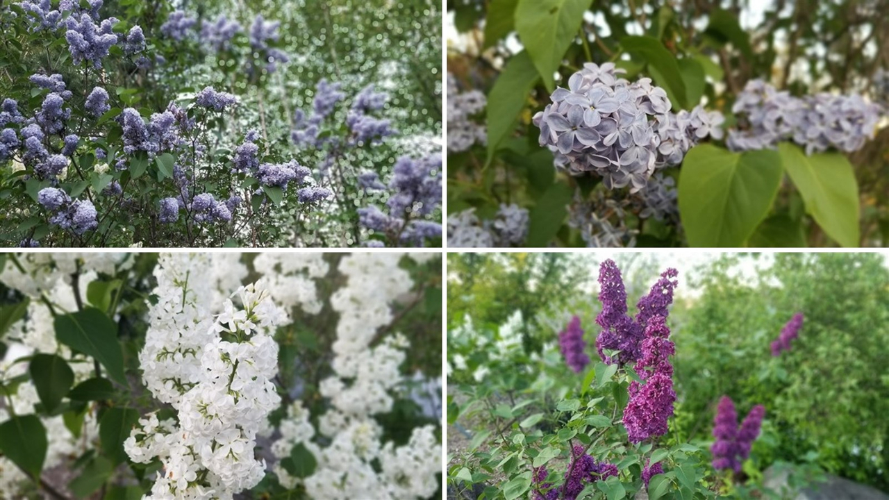 Le musée compte 659 plants dans sa collection