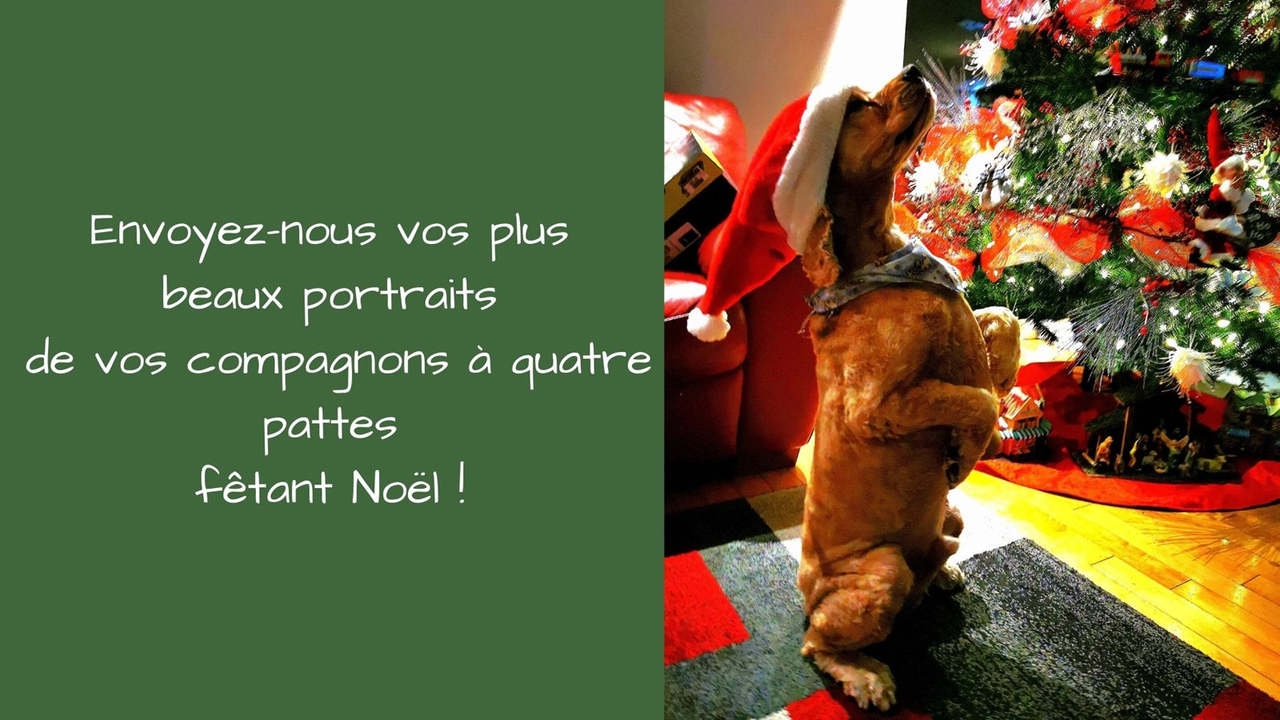 Caramel, l'un des membres d'EnBeauce.com