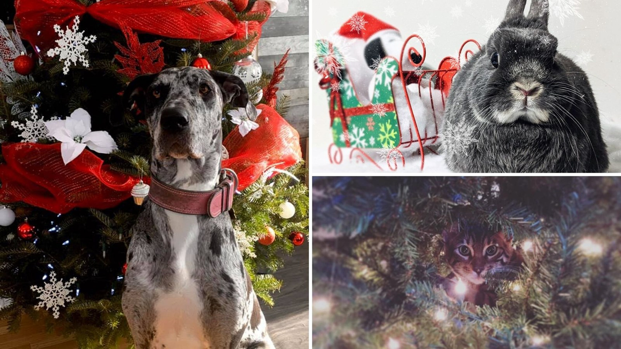 Galerie photos 2 : Vos animaux de Noël !