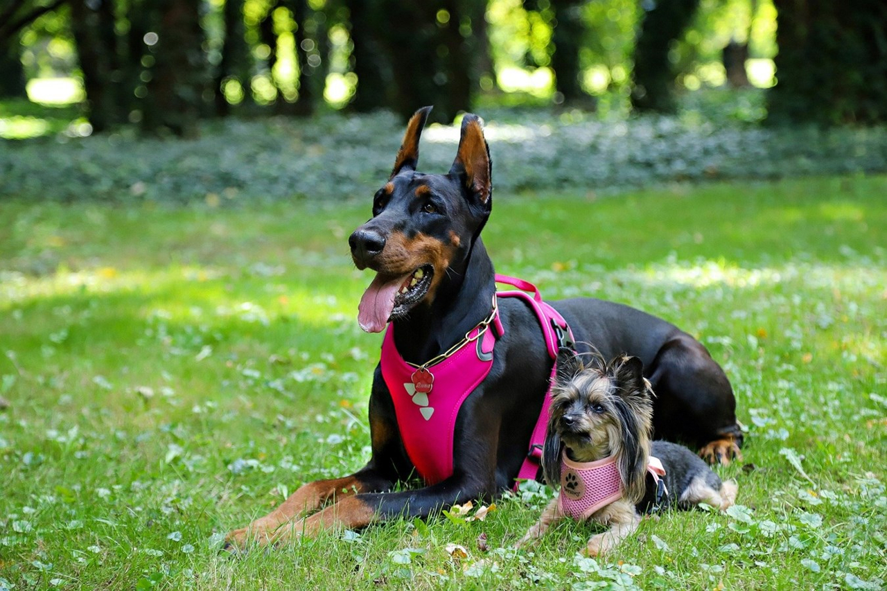 Un harnais ou un licou en tout temps pour les chiens de plus de 20 kg 