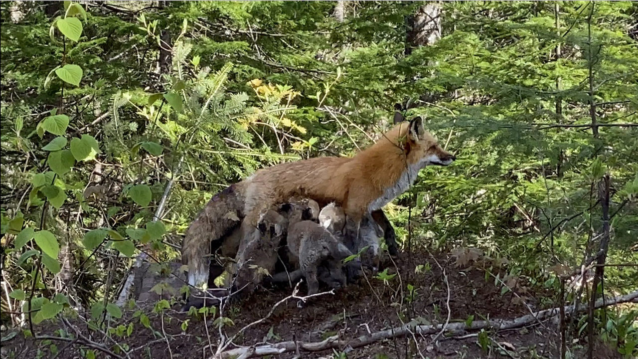 Bébés renard à Saint-Prosper