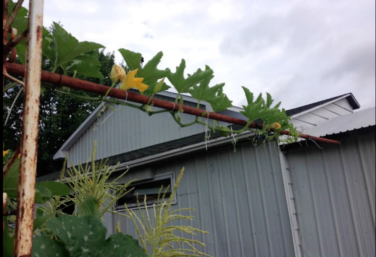 Galerie 2 : des potagers photogéniques!
