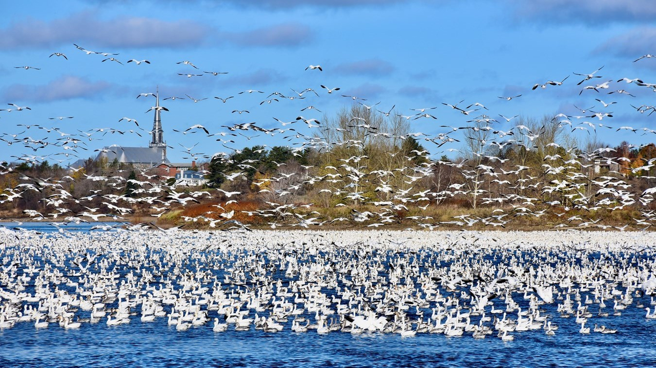 Saint-Lambert-de-Lauzon : Les gagnants du concours photos dévoilés