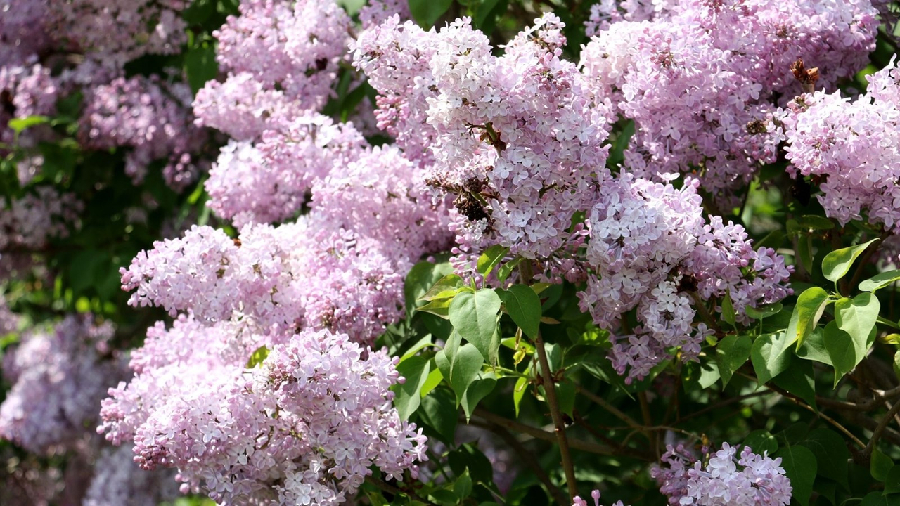 Galerie 2 : les plus belles photos de tulipes et de lilas