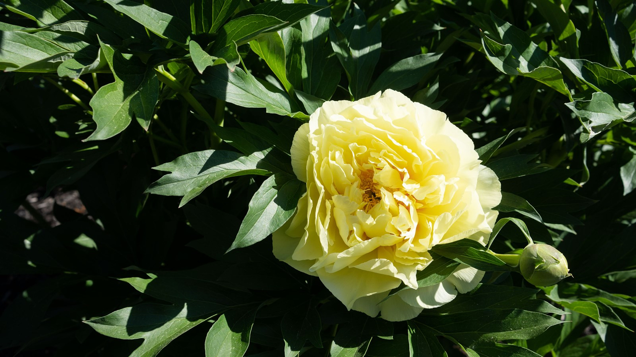 Les pivoines fleurissent bien au parc Veilleux