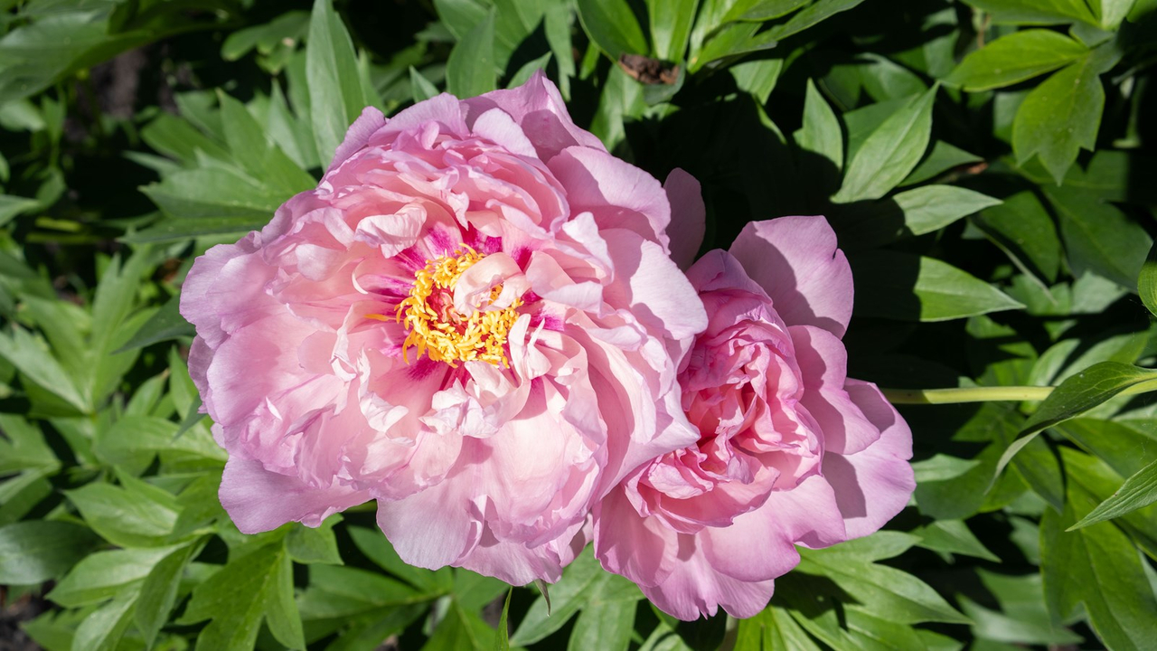 Les pivoines fleurissent bien au parc Veilleux