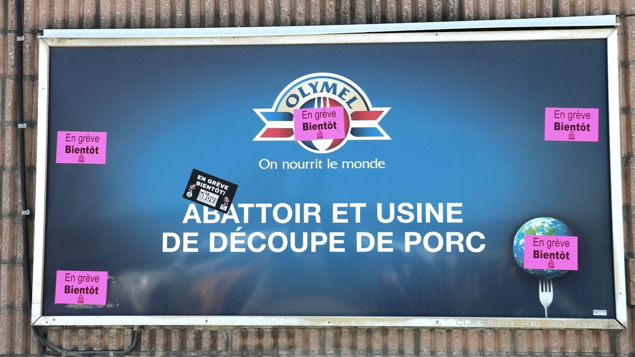 Conflits de travail chez Exceldor et Olymel: l’abattage doit reprendre, réclame l'UPA
