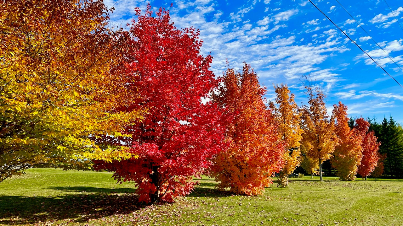 Photorama 1 : l'automne tout en couleur !
