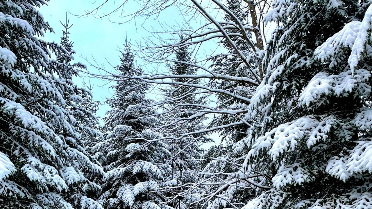 Galerie 4 : l'hiver beauceron