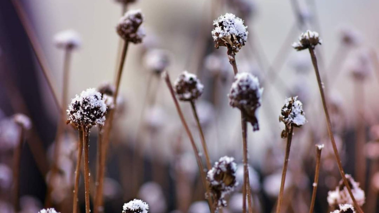 Galerie 5 : l'hiver beauceron
