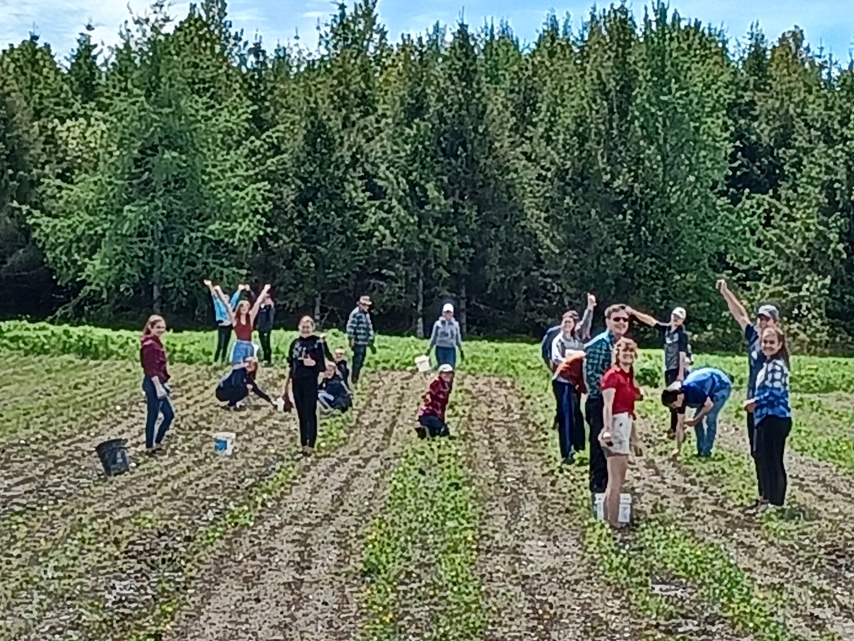 Des élèves de la polyvalente Saint-François dans les champs