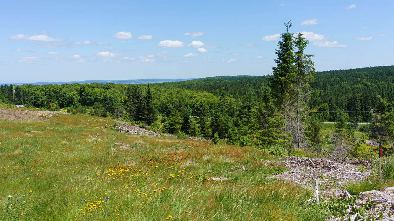 Terre de Simon Labbé à Saint-Frédéric