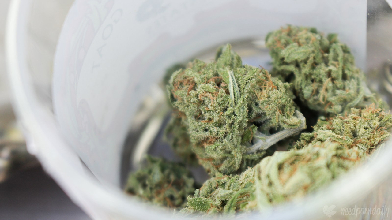 Production de cannabis: Teca Canna se joint au collectif DLYS
