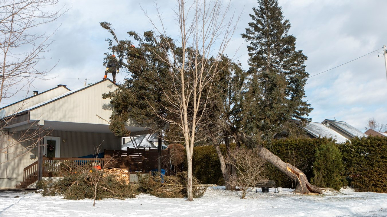 Arbre tombé sur une résidence de la 12e avenue à Saint-Georges