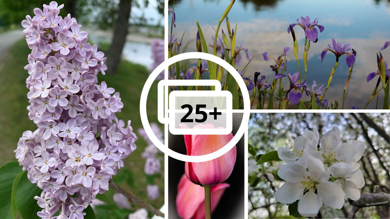 Galerie 2: la fleuraison en Beauce