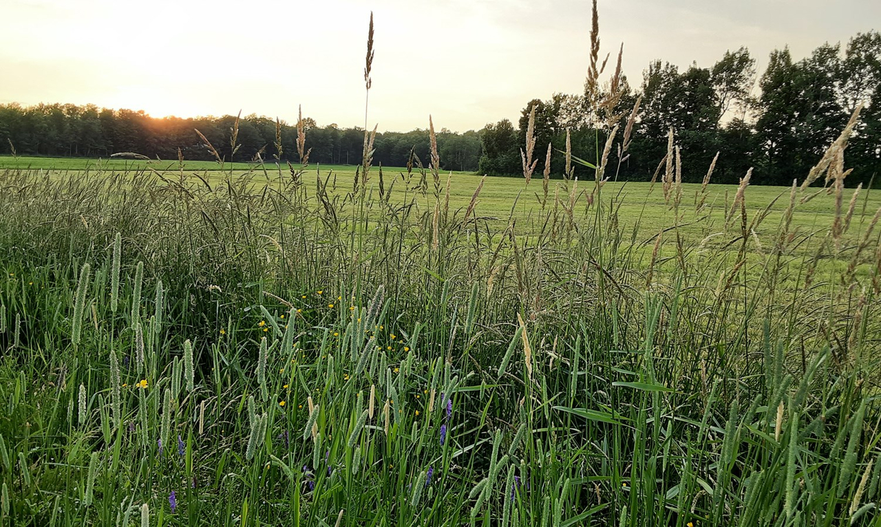 Galerie 3: la Beauce en été