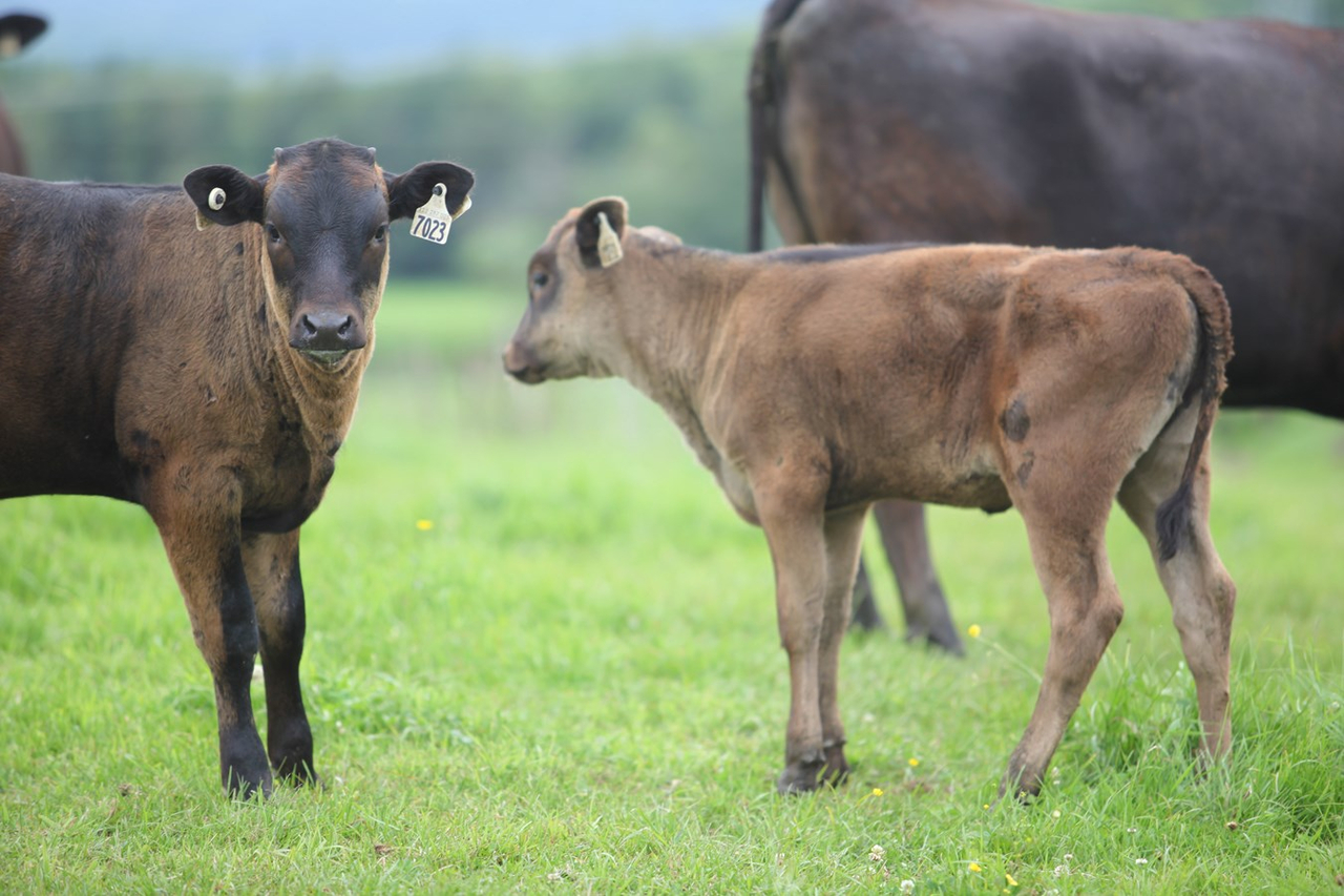 Des images de l'été en Beauce