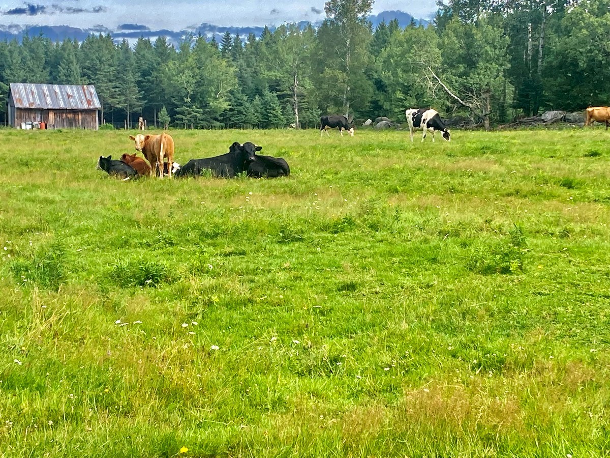 Des images de l'été en Beauce