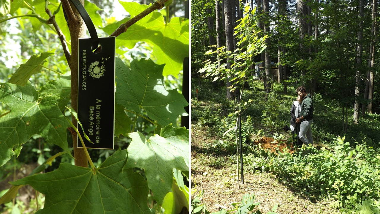 De nouveaux «arbres-mémoires» au Boisé des Anges