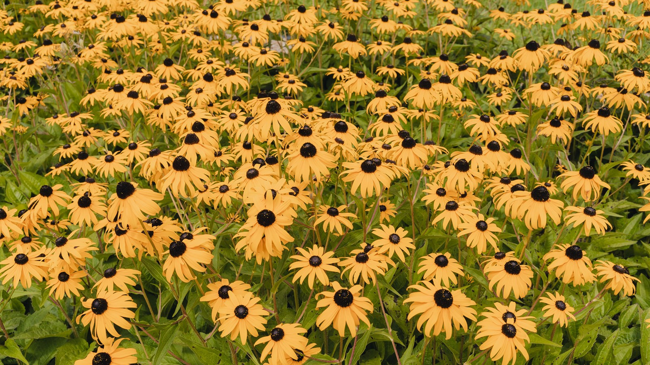 Promenade fleurie à Saint-Georges