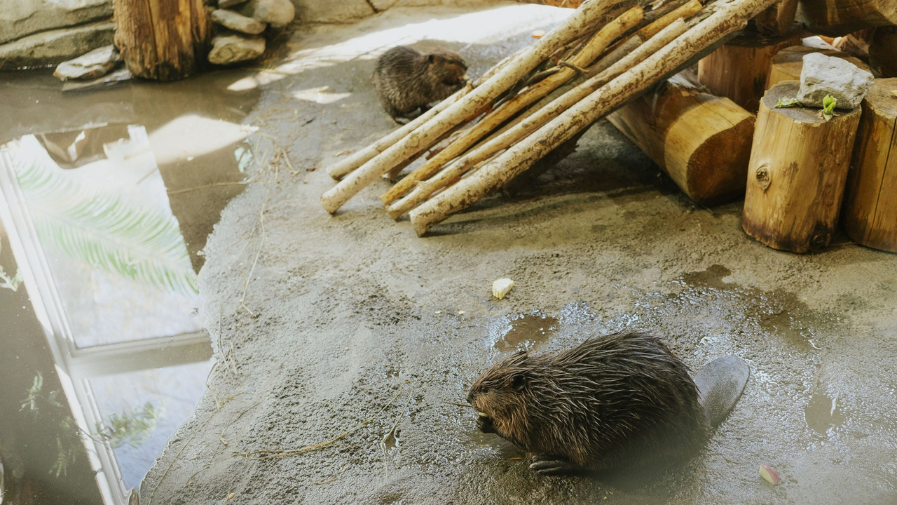 Courte promenade au Miller Zoo en images