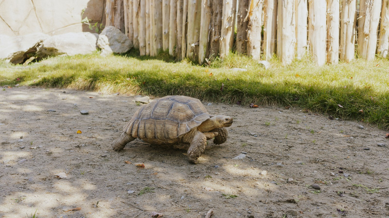 Courte promenade au Miller Zoo en images