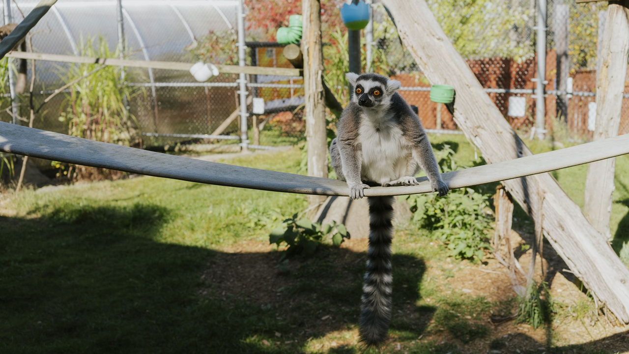 Courte promenade au Miller Zoo en images