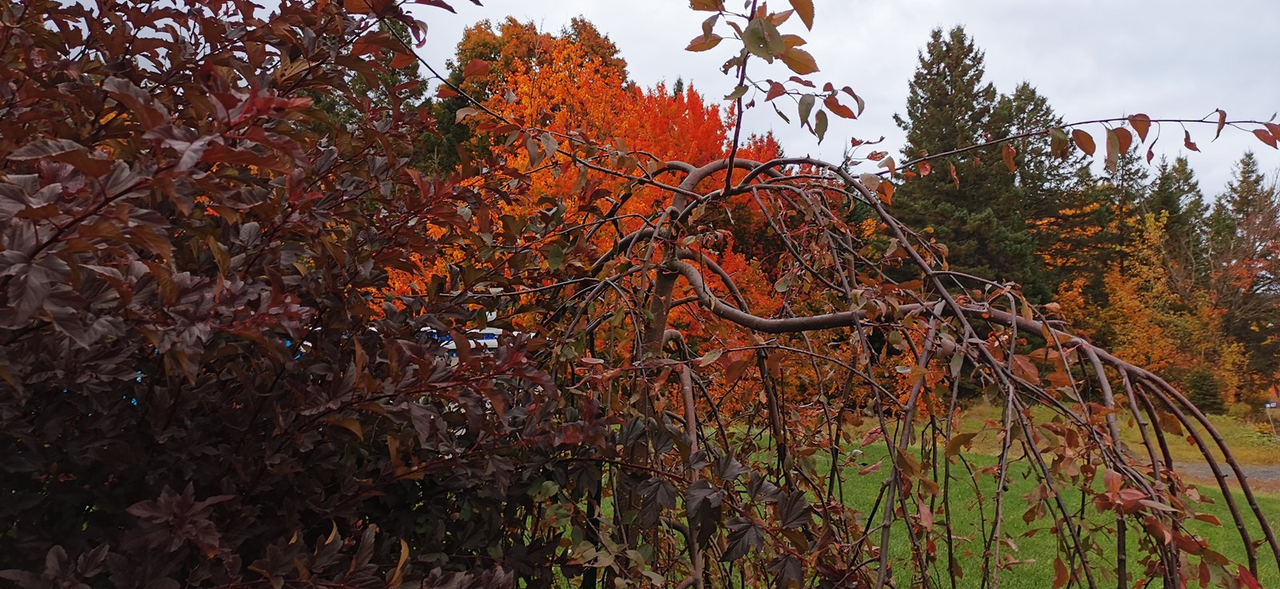 Galerie 1 : les couleurs d'automne à travers vos yeux