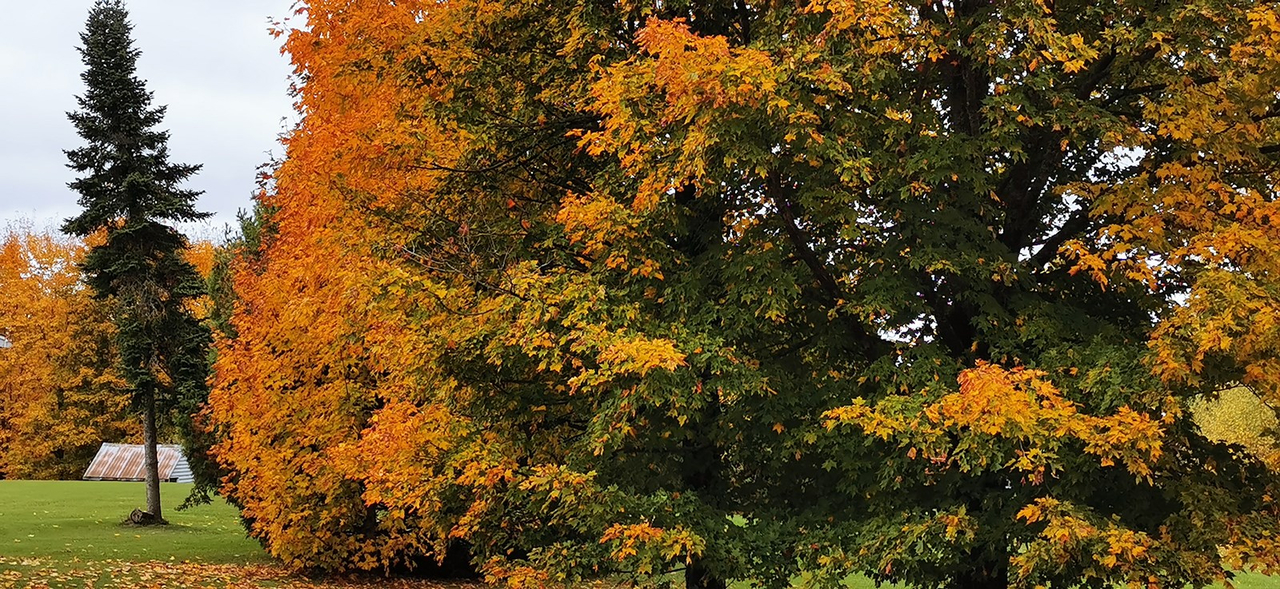 Galerie 1 : les couleurs d'automne à travers vos yeux