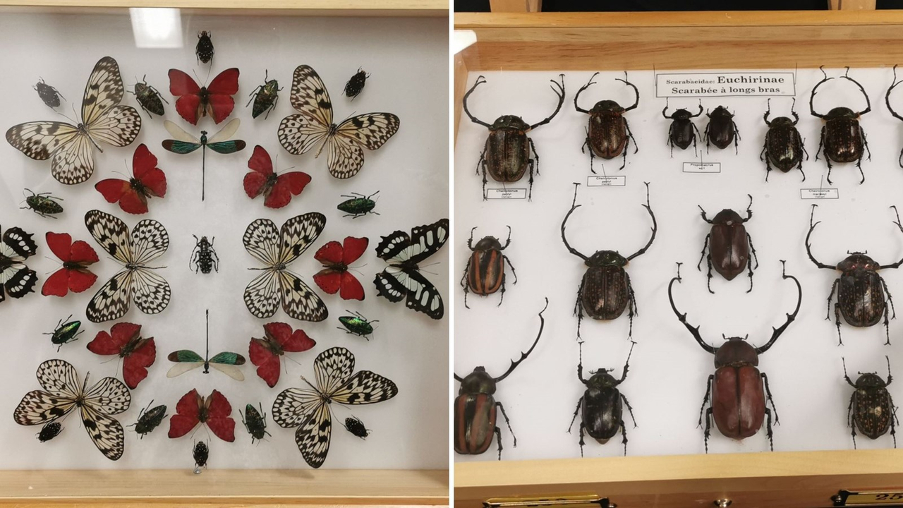 Le Festival des insectes bat son plein