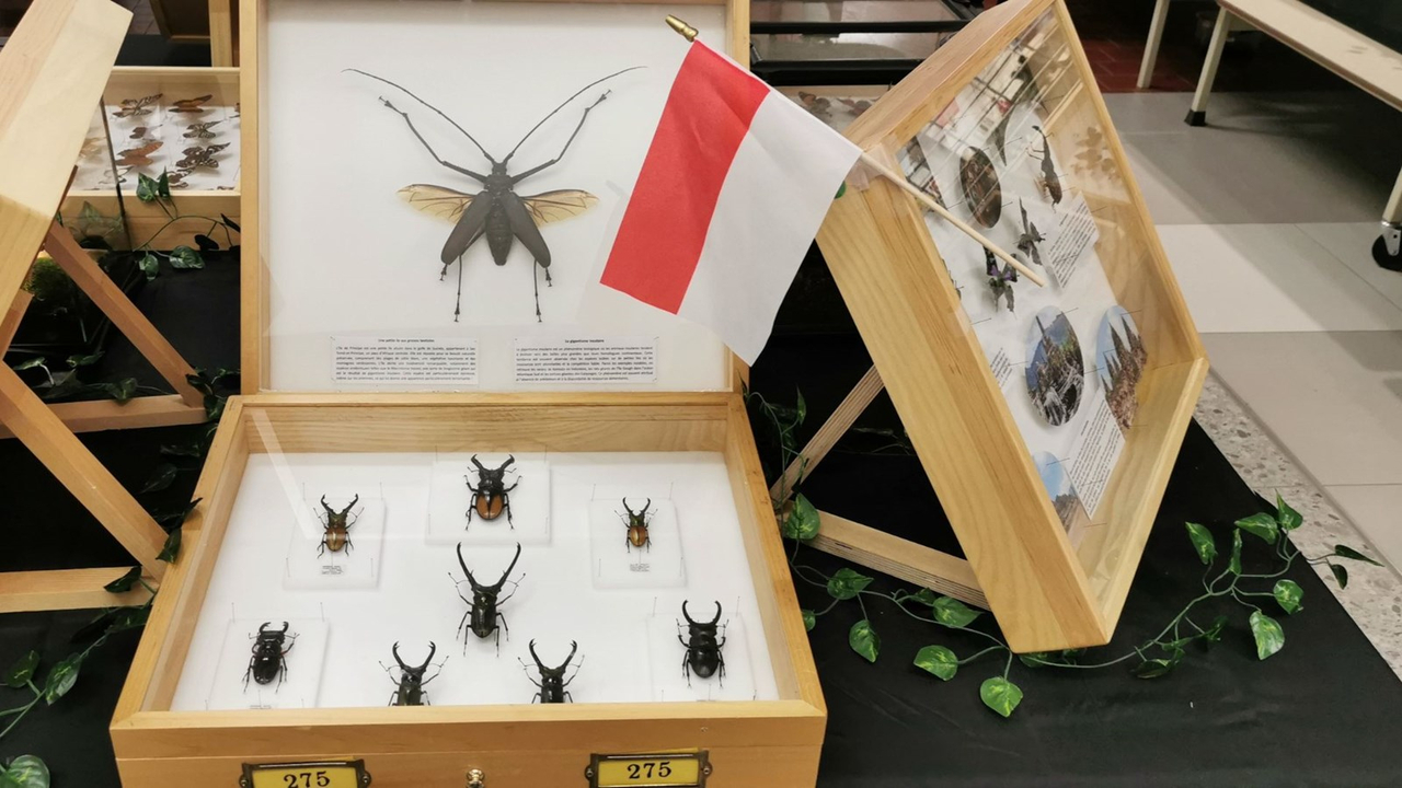 Le Festival des insectes bat son plein