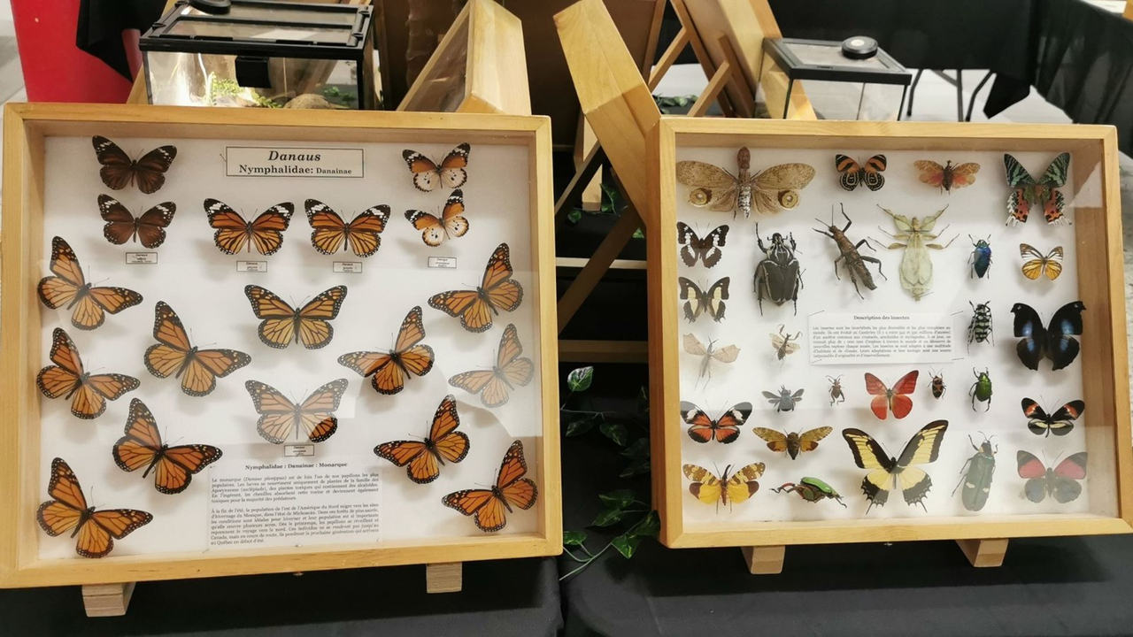 Le Festival des insectes bat son plein