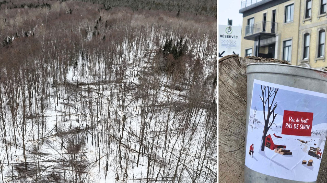 Photo de gauche, vue aérienne des érables de bon diamètre abattus par un entrepreneur forestier et laissés sur place dans la forêt publique de la Seigneurie Joly de Lotbinière.