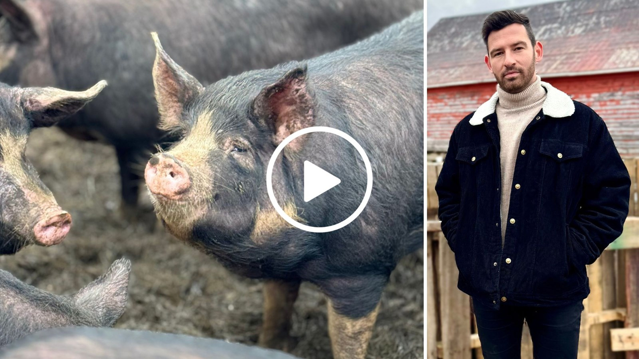 Les porcs Berkshire (photo de gauche) comptent parmi les deux races de niche élevées chez Les Viandes d'autrefois, une entreprise porcine de Saint-Frédéric dont on aperçoit le directeur du développement, François Grenier-Gagné.