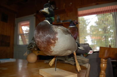 Plus qu'une simple partie de chasse