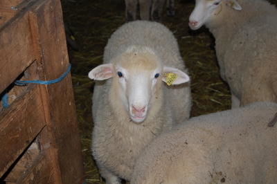 AA