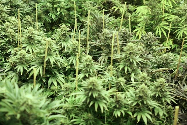 Six perquisitions et plus de 2000 plants de cannabis saisis dans Lanaudière