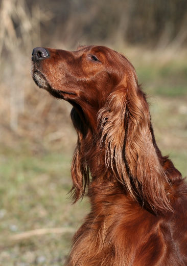 Découvrir le Setter irlandais