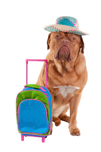 Préparer un voyage en compagnie de son animal