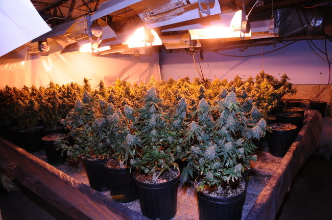 « La qualité du pot intérieur est souvent meilleure et tu peux en produire 12 mois par année, mais ça demande plus d’investissements, il faut «by-passer l’hydro» et les risques sont aussi là », précise un des mariculteurs.