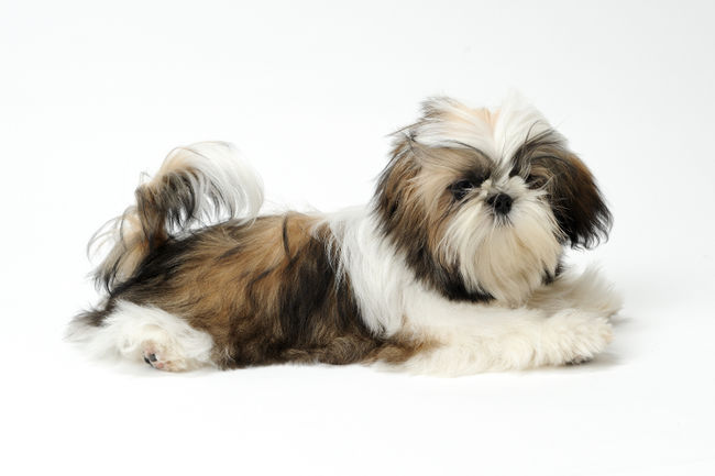 Le Shih Tzu
