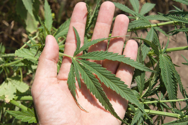 17 mois pour avoir produit du pot
